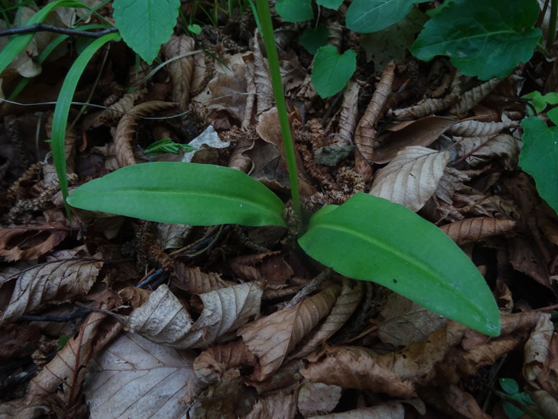 Platanthera bifolia o P. chlorantha ?.....bifolia !